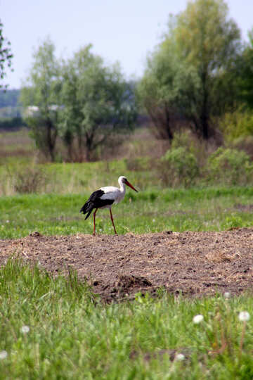 Big bird in the field №2024