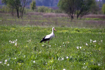 Stork meadow №2021