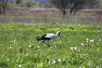 Stork in search of food №2022