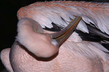 Рожевий пелікан №2901