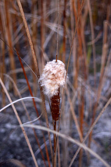  Reed  №2708