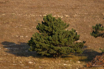 Beautiful fluffy pine №2340