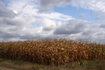 , mais campo di campo di grano  №2861