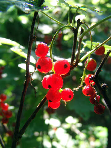 Red currant №2052