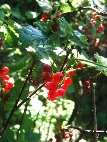 Red Currant №2452