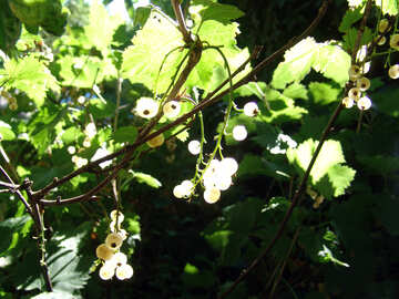 White currant berries №2049