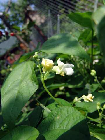 Blume Bean №2415