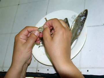 Eating fish №2457