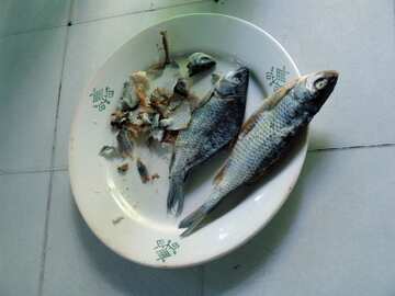 Dried small fish №2460