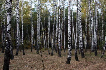Birch forest №2156