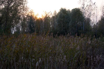  Sunset. Forest. Rushes  №2693