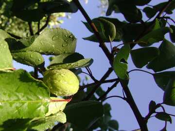Ramo della frutta dell`albicocca №2411