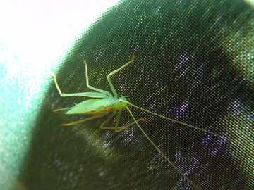 Green grasshopper on green cloth №2408