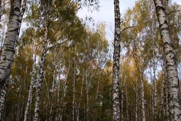 Autumn in the birch grove №2157
