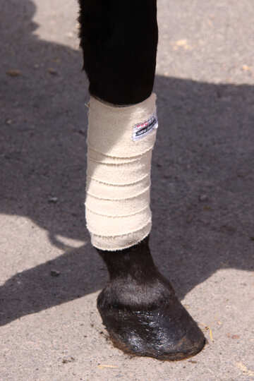  fasciatura sulla gamba di benda zampa di un cavallo  №2856