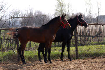  Excited stallion  №2546