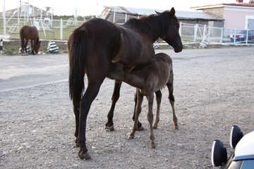 Mare foal feeding station on the background №2329
