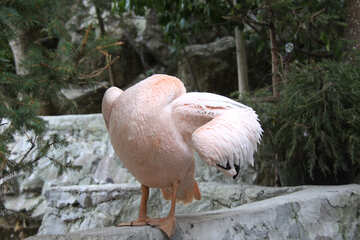 Рожевий пелікан чистить пір`я №2895