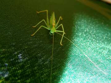 Green  Grasshopper №2409