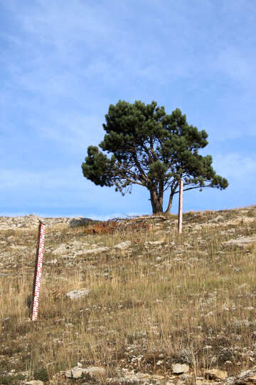 Pine and geodesic sign on the hillside №2287
