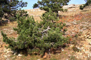 Felled pine on hillside №2289