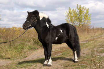 Shetland pony №2129