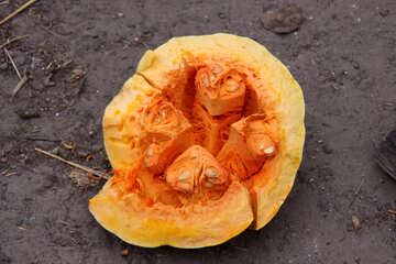 Pumpkin broken №2950