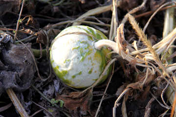 A small pumpkin at the garden of №2138