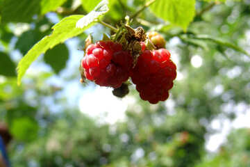 Raspberries №2046