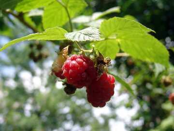 Raspberries on branch №2428