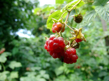 Ripe raspberries №2047
