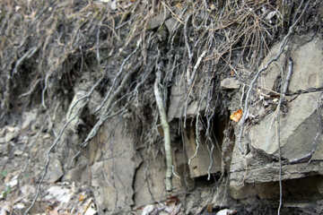  raizes de árvores em rochas №2171