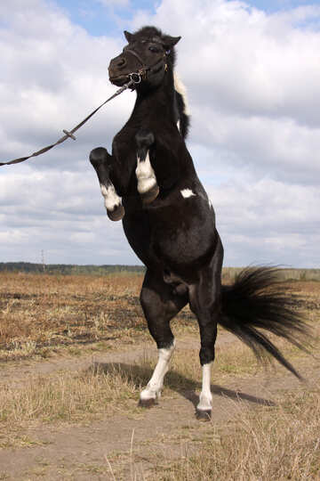 Pony on stands on its hind legs №2131