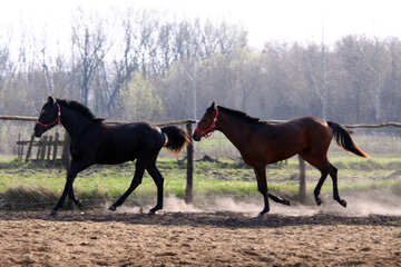  Stallion with young mare  №2556