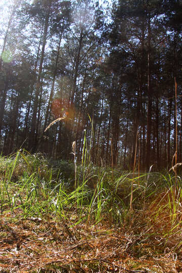 Sun in the grass in pine forest №2148