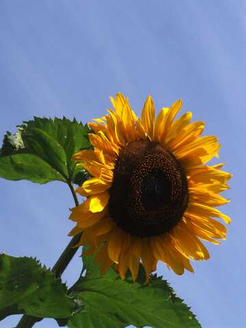  Sunflower  №2492