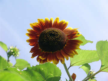 Decorative Sunflower №2037