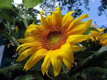  Sunflower  №2488