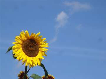  blue sky. Sunflower . №2490