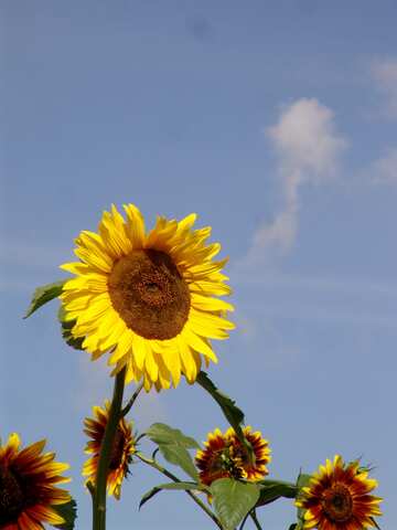  Sonnenblumen auf dem Hintergrund des blauen Himmels  №2489