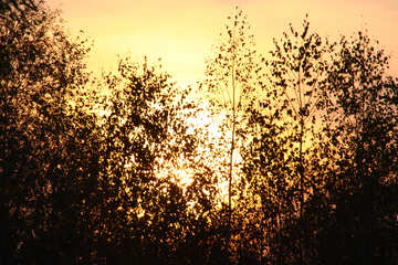  árboles en el fondo de la puesta del sol  №2696
