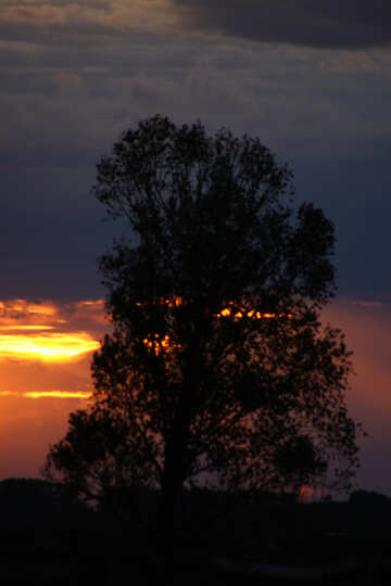 Big tree in the sunset №2797