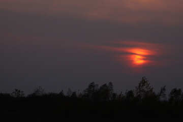  Puesta de sol sobre el bosque de cañas  №2725