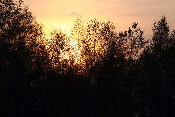  gelb Sonnenuntergang in den Wald  №2695