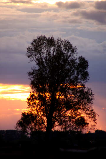  Tree at sunset  №2786