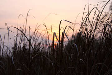  Rushes at Sunset  №2712