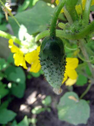 Cucumber