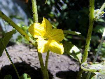 A flower of cucumber №2434