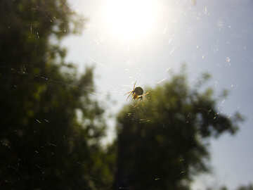 La araña en la telaraña en el sol №2781