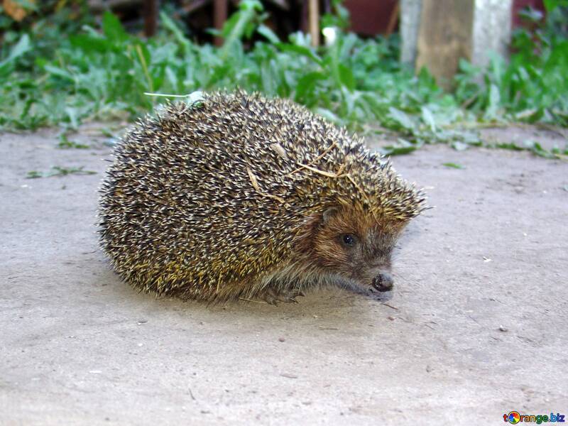 Hedgehog №2474